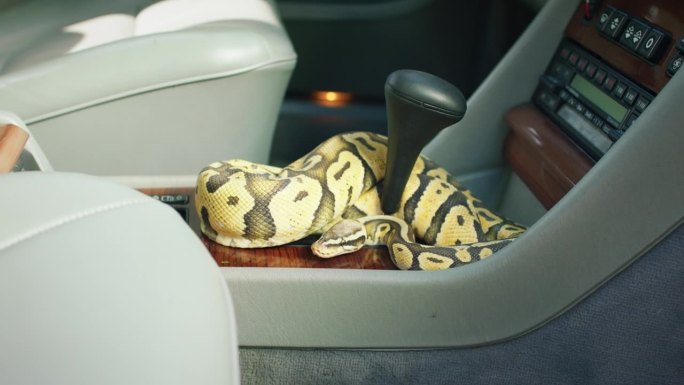 在旧车里，一条大蛇用他的头慢慢地移动着，嘶嘶作响，伸出舌头