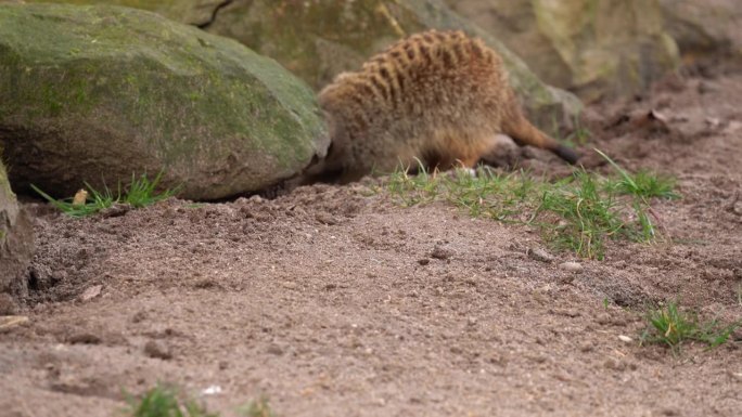 猫鼬Suricata寻找食物，在岩石裂缝下捕捉昆虫，远距离特写