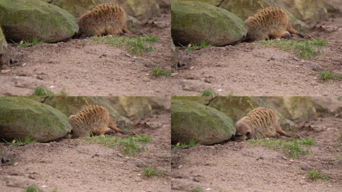 猫鼬Suricata寻找食物，在岩石裂缝下捕捉昆虫，远距离特写