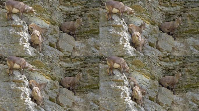 在陡峭的山崖上休息的一群高山野山羊。瑞士山上美丽的晴天。静态中射。慢镜头。