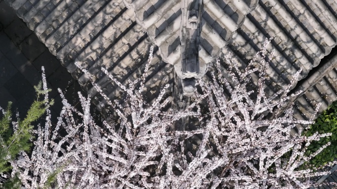 西安地标广仁寺寺庙红墙拱门山桃花春天航拍