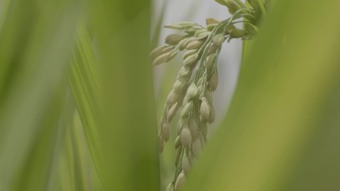 稻穗特写 稻田俯拍 快成熟的水稻