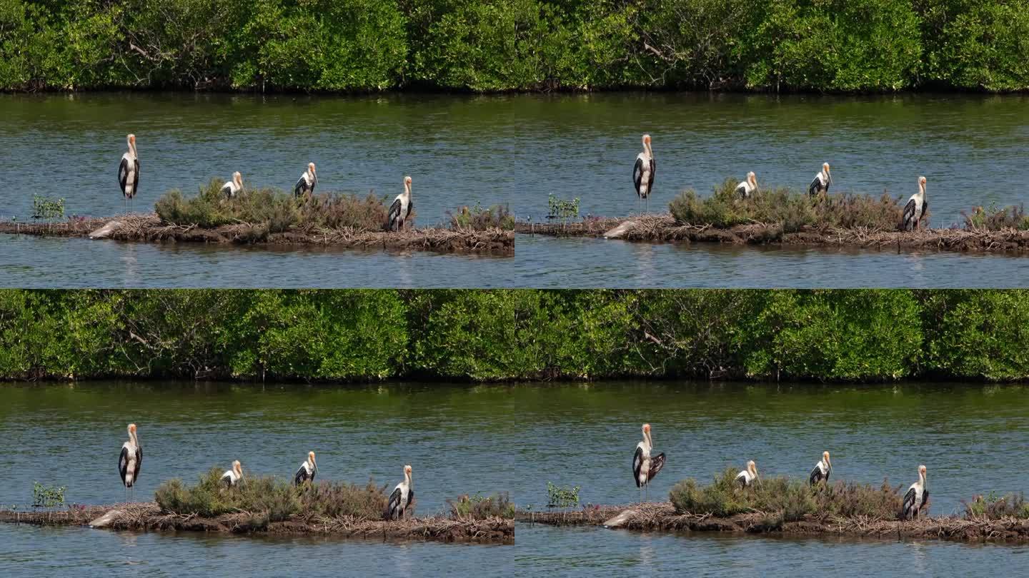 四个人面朝右侧，在堤岸上休息，彩绘鹳白色念珠菌，泰国