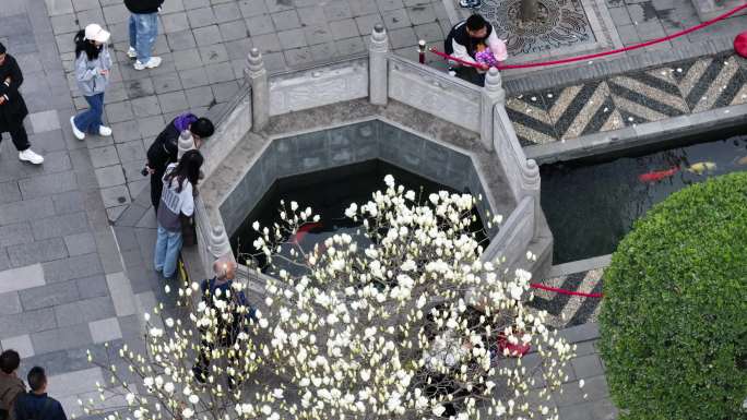 西安地标广仁寺寺庙红墙拱门山桃花春天航拍