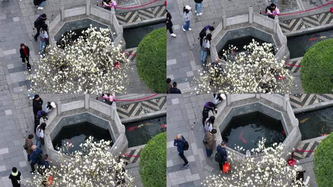 西安地标广仁寺寺庙红墙拱门山桃花春天航拍