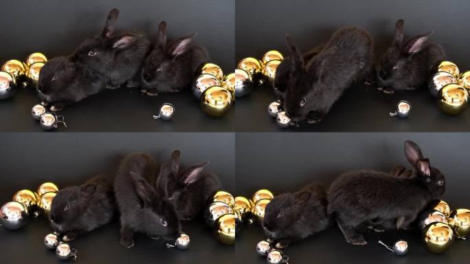 三只黑色的兔子坐在金色的圣诞玩具球中间，它们被隔离在黑色的背景上。兔子是东历2023年的象征。新年礼