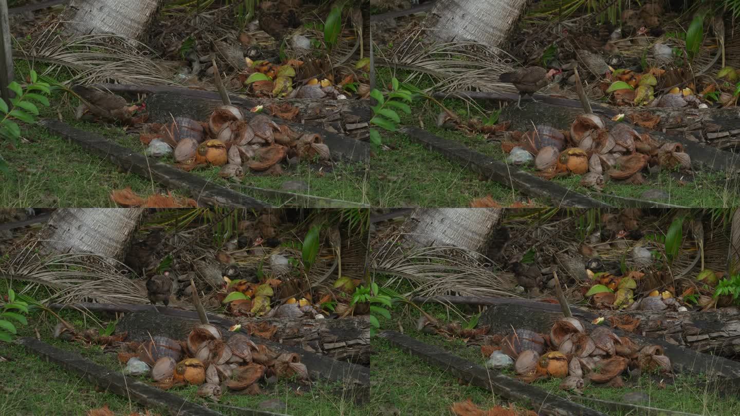 自由放养的母鸡在椰子树下漫步觅食。