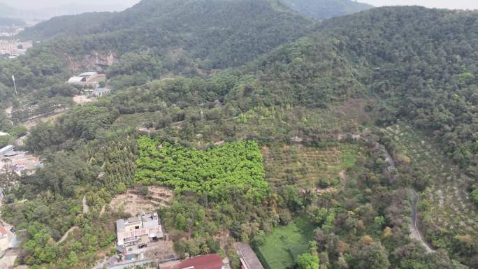 4k大自然风景树林山广州公园火炉山