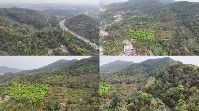 4k大自然风景树林山广州公园火炉山