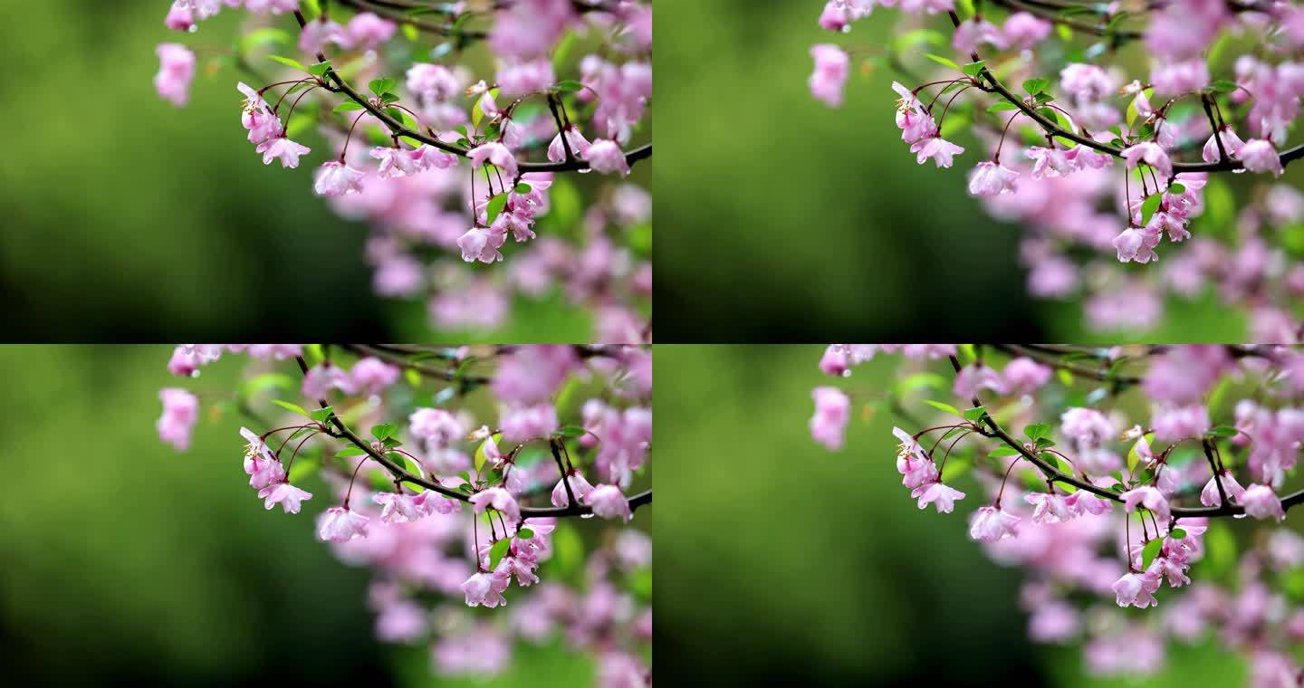 （慢镜）挂着雨滴的海棠花风中摇曳唯美治愈