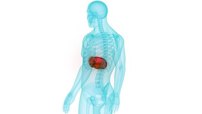 人体内部消化器官肝脏解剖动画概念