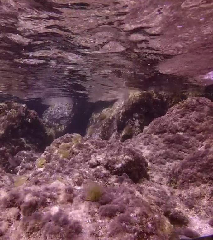 海岸岩石上覆盖着海藻和地中海蛇尾海葵
