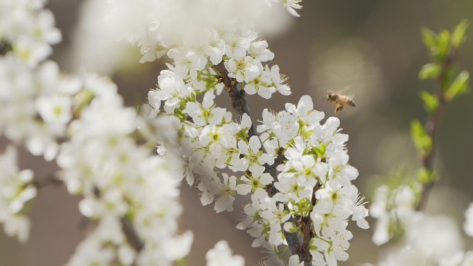 蜜蜂和花