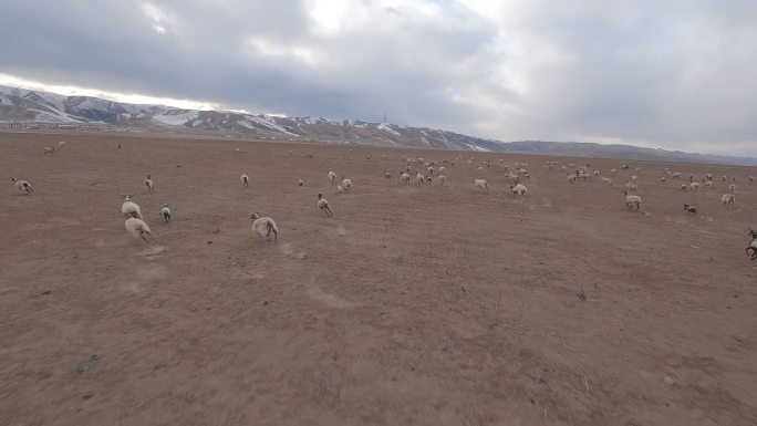 大草原牧场奔跑的羊群fpv穿越机航拍4K