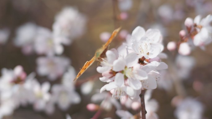 春天盛开山桃花梅花樱花蜜蜂采蜜