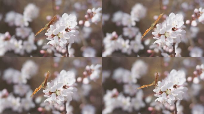 春天盛开山桃花梅花樱花蜜蜂采蜜