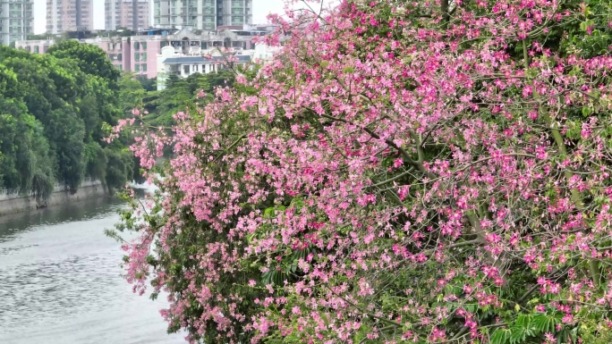 广州多地粉色异木棉花海4K航拍