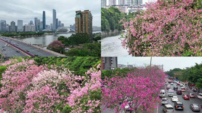 广州多地粉色异木棉花海4K航拍