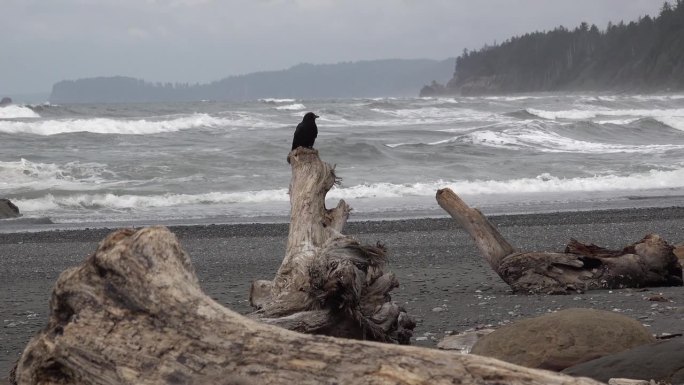 太平洋岸边，一只大黑鸟坐在岩石上飞出画面，奥林匹克国家公园，美国华盛顿