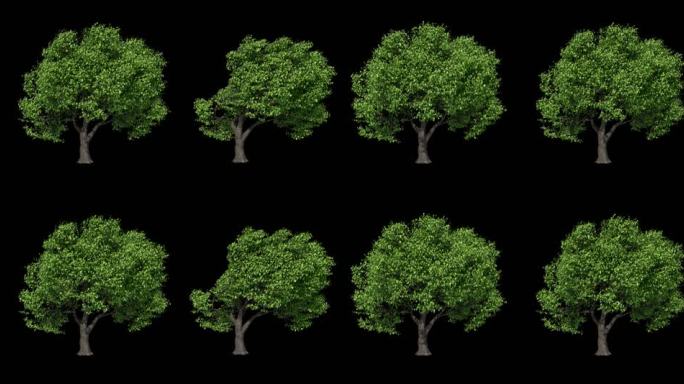 风动树，动态树，三维树