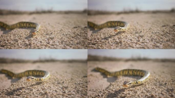 非常近距离的镜头捕捉到一条美丽的大蛇慢慢移动到镜头前的视频