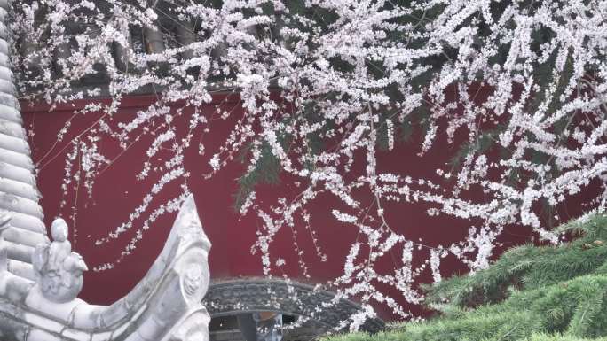 西安地标广仁寺寺庙红墙拱门山桃花春天航拍