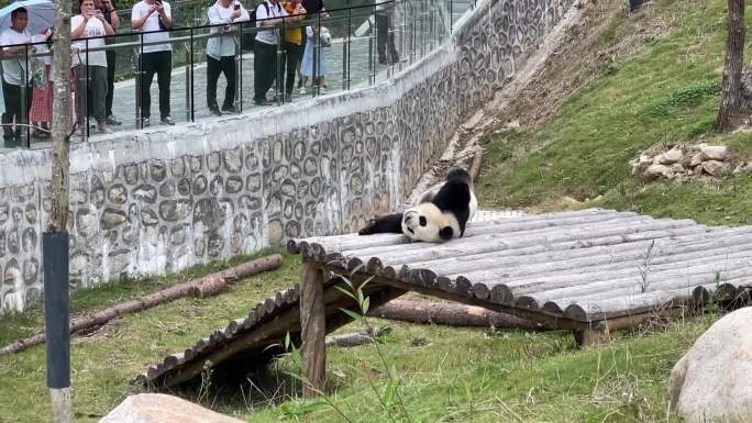 实拍佛坪大熊猫游玩的画面