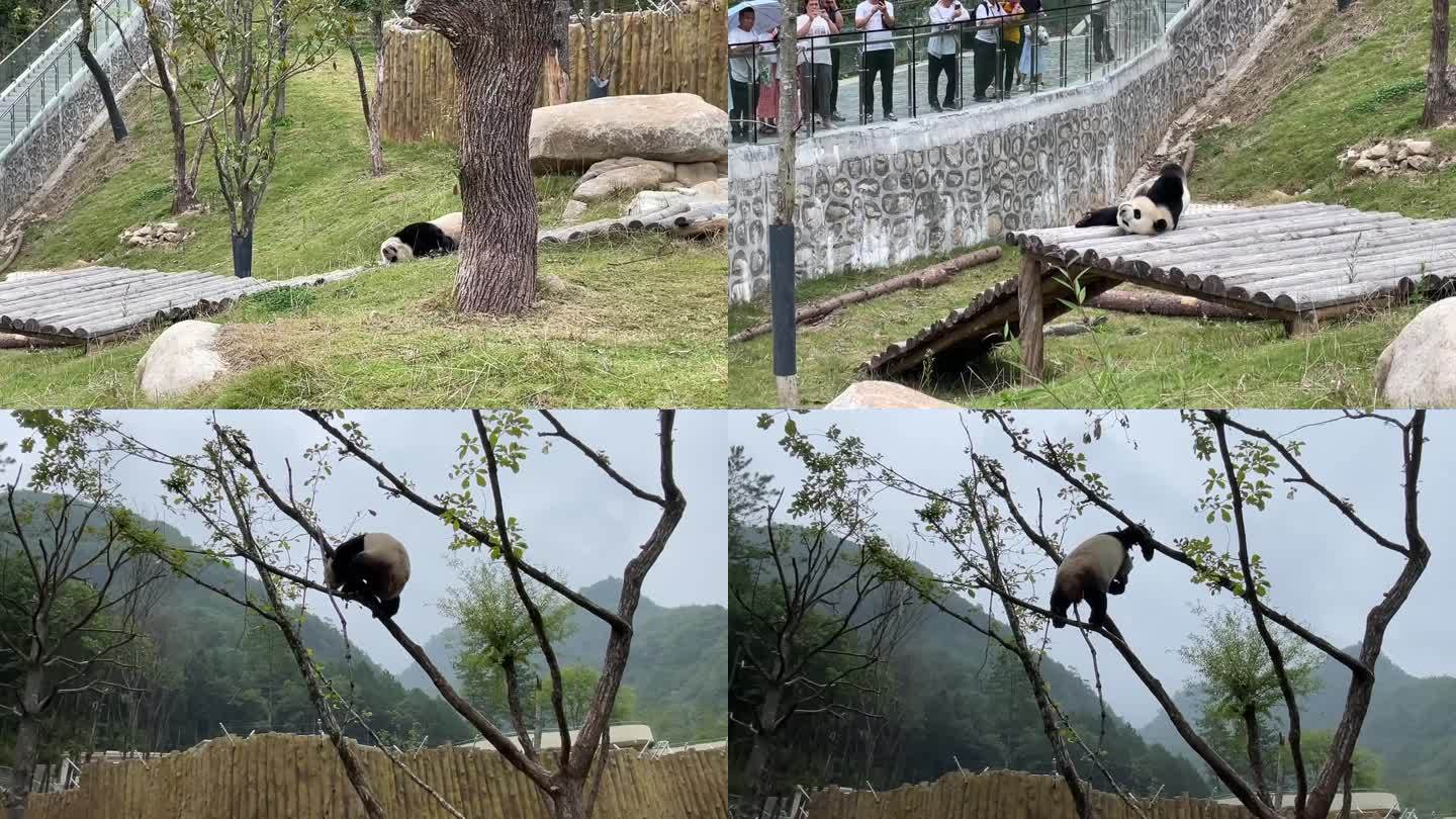 实拍佛坪大熊猫游玩的画面