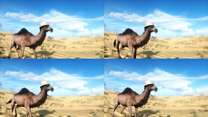 有趣的骆驼在沙漠中行走。逼真的4k动画。