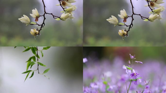 （合集）清明雨天雨滴春雨垂柳花朵慢镜