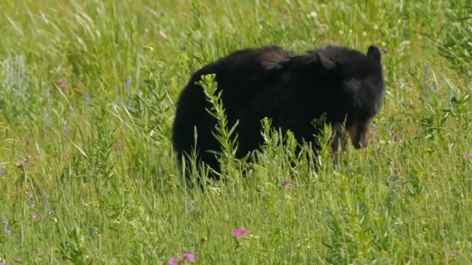 一只小黑熊在森林里，加拿大