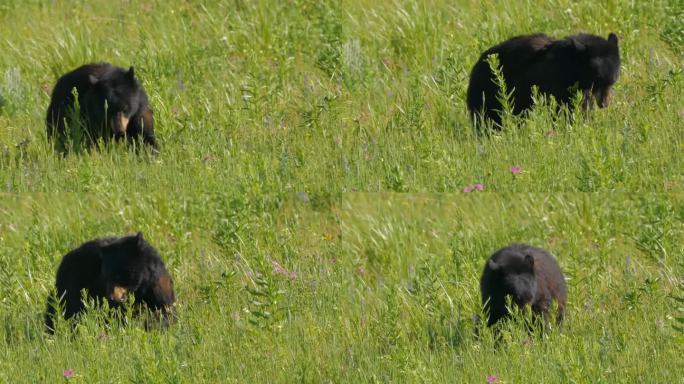 一只小黑熊在森林里，加拿大