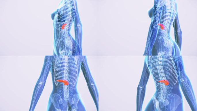 女性胰腺解剖身体蓝色透明