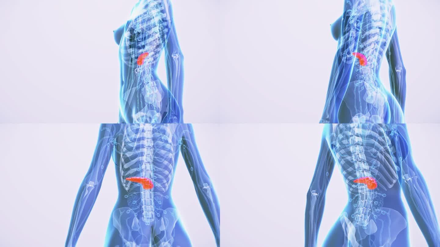 女性胰腺解剖身体蓝色透明