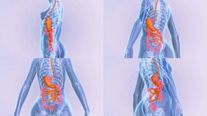 女性消化系统解剖医疗动画人体结构演示手术