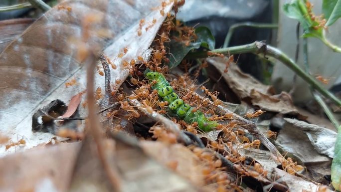 红蚂蚁攻击并咬死肥胖的绿虫