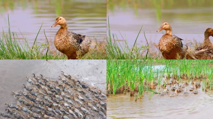 湿地鹭鸟 野鸭 群鸭