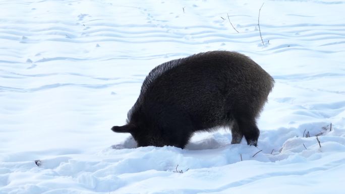 4K雪地野猪