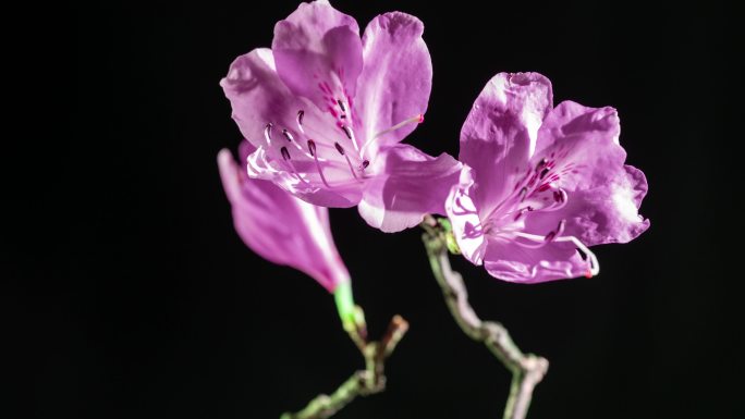 杜娟花映山红开花粉色花开花过程的延时