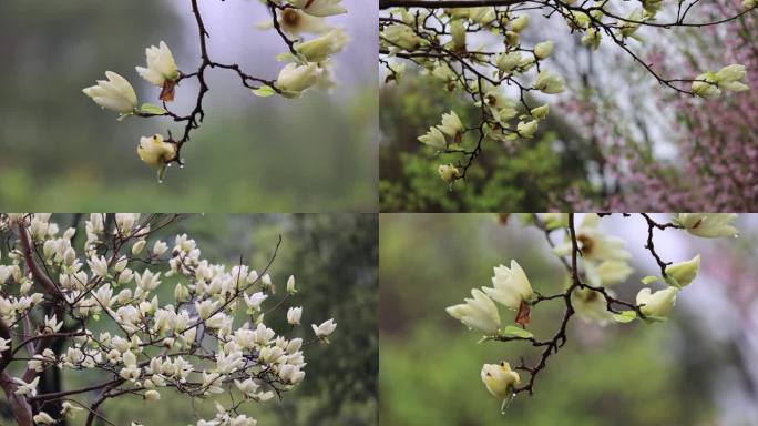 （合集）下雨天挂着雨滴的玉兰花白玉兰