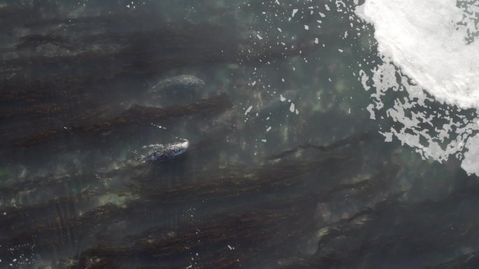 在加州蒙特利湾逆水而游的海豹头顶上方4K。