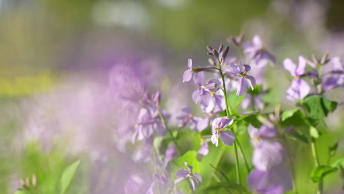 02诸葛菜 二月兰 鲜花