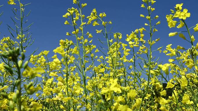 春天 油菜花 黄色 花开 绽放 合集