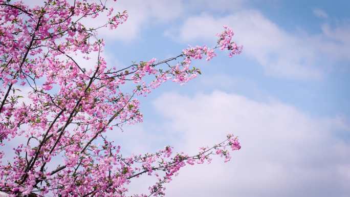 樱花 海棠花 花海 小火车 杭州白塔公园