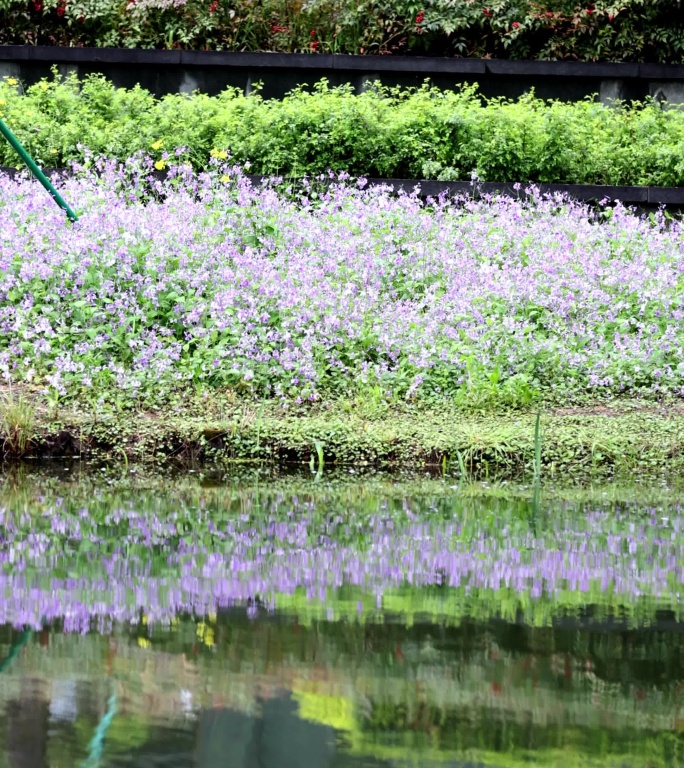 春天紫色二月兰倒映在湖里唯美治愈竖版