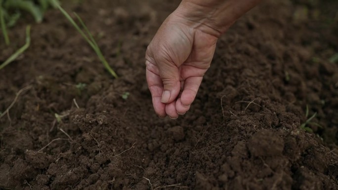 成熟的老年农民双手轻轻地将种子撒入肥沃的土壤。播种的季节。种田种地的概念。