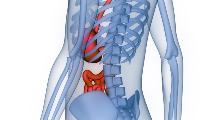 人体消化系统胃与小肠解剖动画概念
