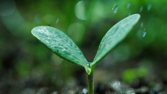 春雨下雨雨滴滴在叶子上绿色植物发芽生长