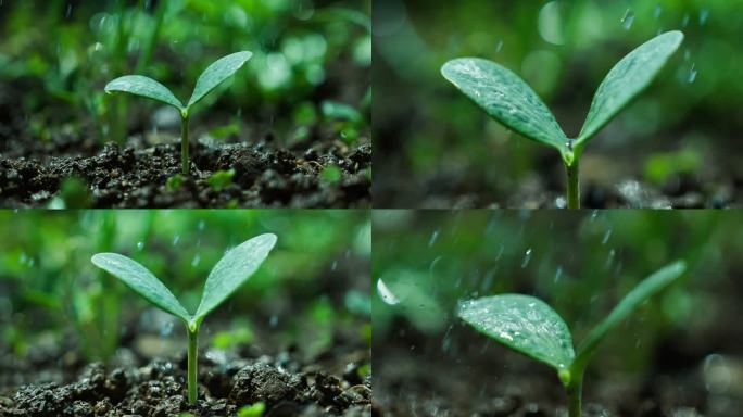 春雨下雨雨滴滴在叶子上绿色植物发芽生长
