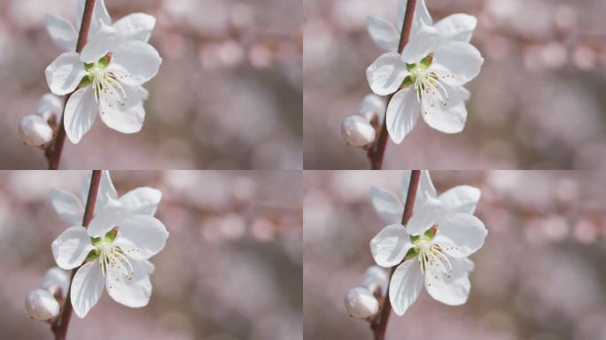 春天盛开山桃花梅花樱花蜜蜂采蜜